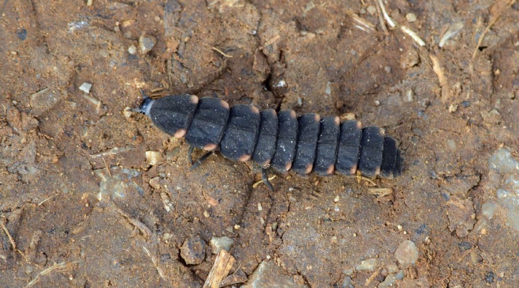 Lampyris noctiluca larva